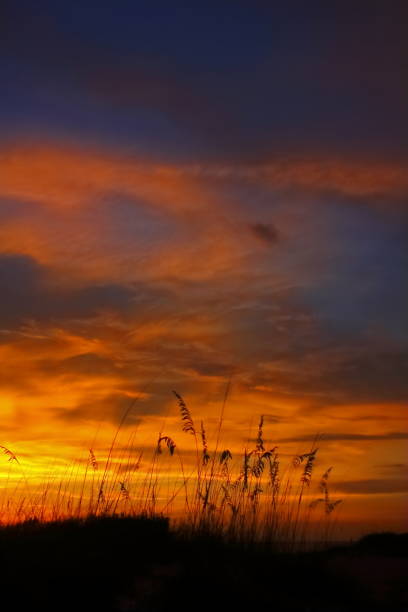 istock Sea Oats at Sunset 1133450262