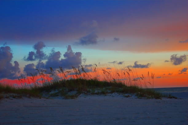 istock Sea Oats at Sunset 1133450289
