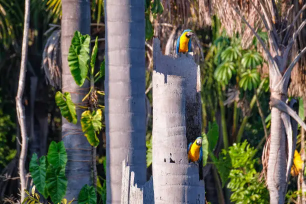 Photo of Blue And Yellow Macaw Parrot, Ara Ararauna, Palm Lagoon Lagoa das Araras, good garden, nobles, Mato Grosso, Brazil