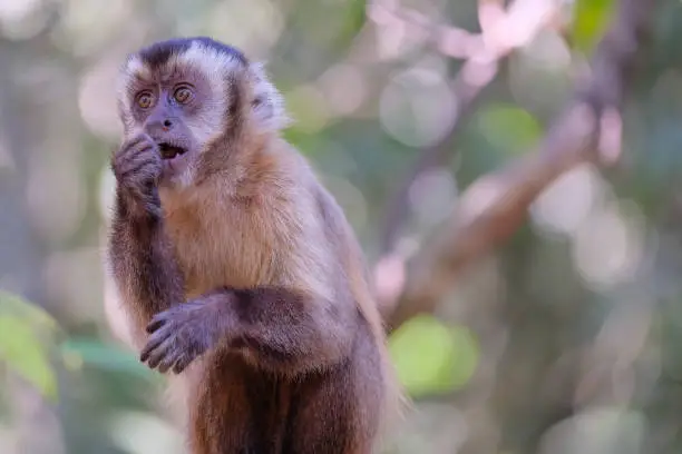 Azaras's Capuchin or Hooded Capuchin, Sapajus Cay, Simia Apella or Cebus Apella, eating a fruit in the nature habitat, Nobres, Mato Grosso, Pantanal, Brazil, South America