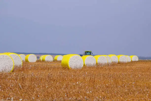 Round bales of freshly harvested cotton wrapped in yellow plastic, laying in the field in Campo Verde, Mato Grosso, Brazil, South America