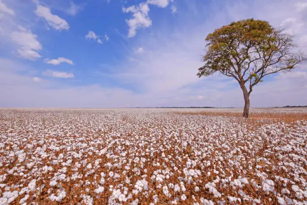 Tree in the middle of a cotton field in Campo Verde, Mato Grosso, Brazil, South America