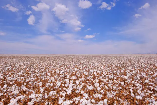 Cotton field ready for harvesting in Campo Verde, Mato Grosso, Brazil, South America