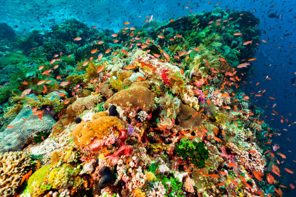 vackra seascape, enastående mångfald, fisk paradis indonesiska korall rev - ascidiacea bildbanksfoton och bilder