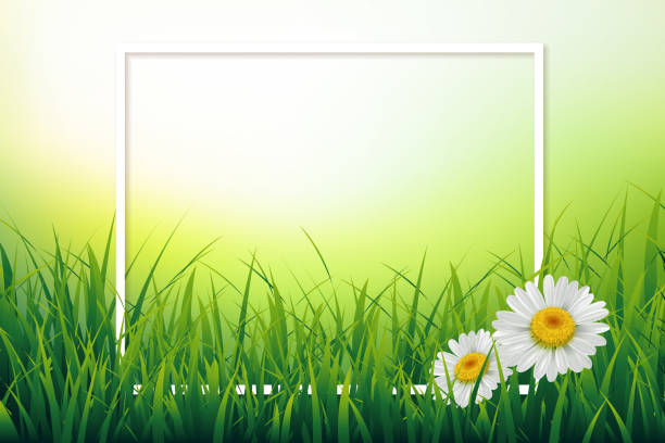 Spring summer background Spring summer background with fresh green grass and daisy camomile flowers. Vector illustration backyard background stock illustrations