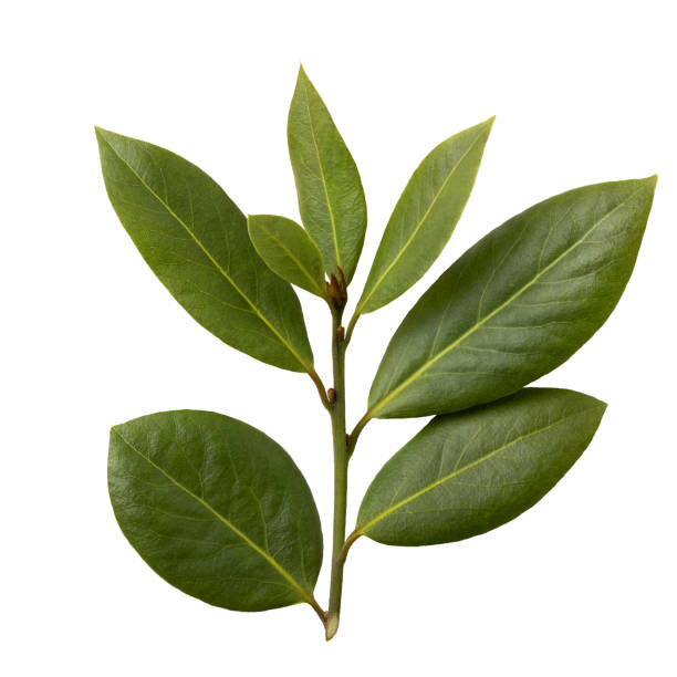 laurel tree. branches and new, fresh leaves.