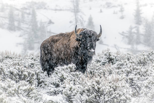 istock Bison grazing, walking while snowing in Yellowstone USA 1133455848