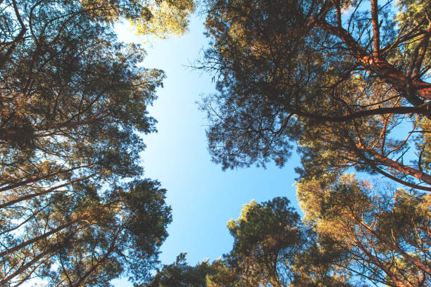 istock crowns of pines against the blue sky, toned 1133458448