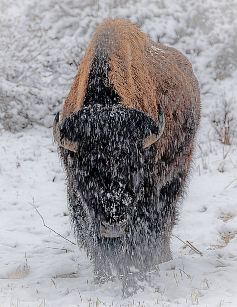 istock Bison grazing, walking while snowing in Yellowstone USA 1133459114