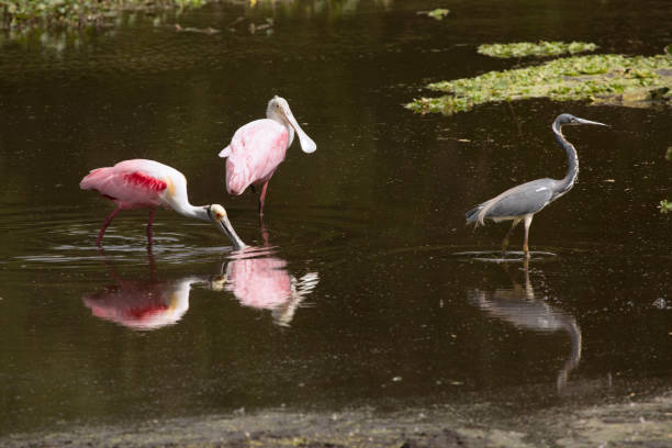 istock Wading birds, with roseate spoonbills at Orlando Wetlands Park. 1133459679