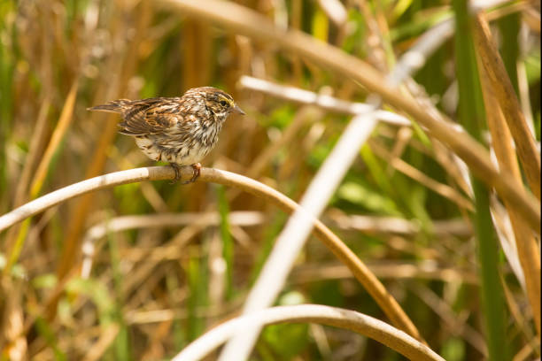 passero di savana arroccato in code di gatto all'orlando wetlands park. - passerculus sandwichensis foto e immagini stock