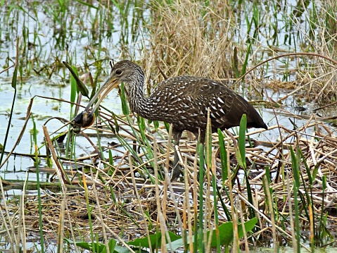 Limpkin in the wetlands.