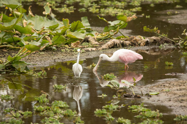 istock Juvenile roseate spoonbill feeding at Orlando Wetlands Park. 1133460807
