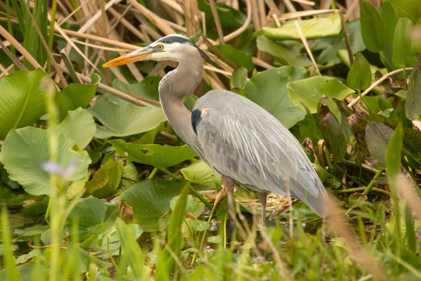istock Great blue heron hunting at Orlando Wetlands Park. 1133460955