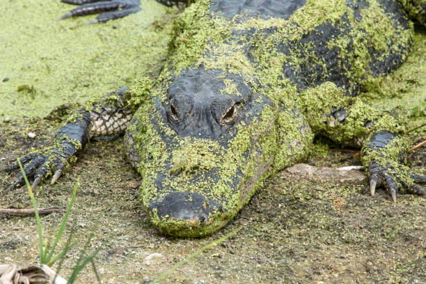 istock Alligator resting on shore, covered with duckweed plants. 1133461184