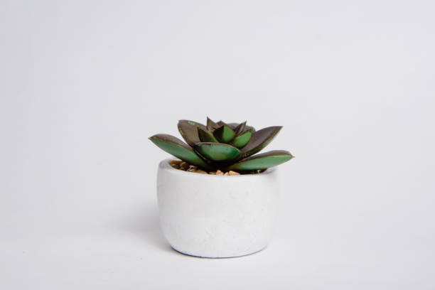 istock Green plant, cactus in a pot on a white, bright background. 1133462715