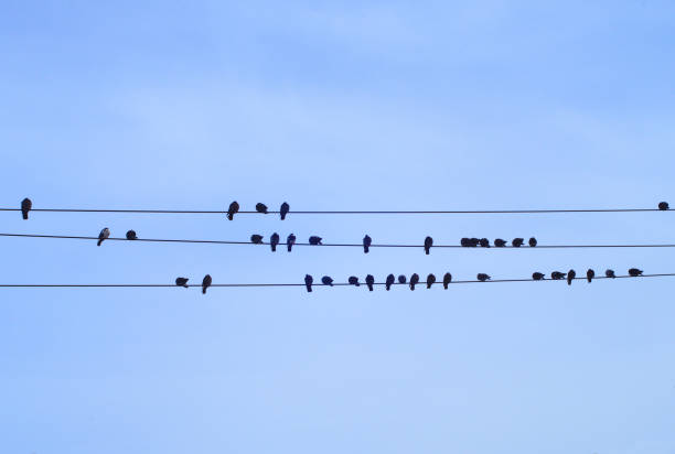 istock birds on cable blue sky electric power line 1133463624