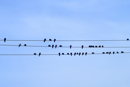 many birds on electric cable blue sky power line