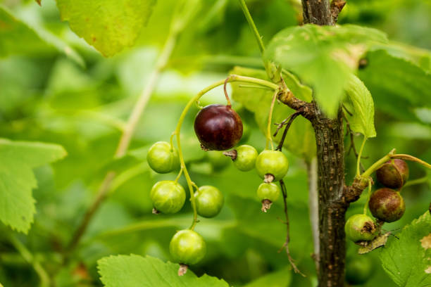 istock The currant bush, black currant berries are sung on a branch. 1133465056