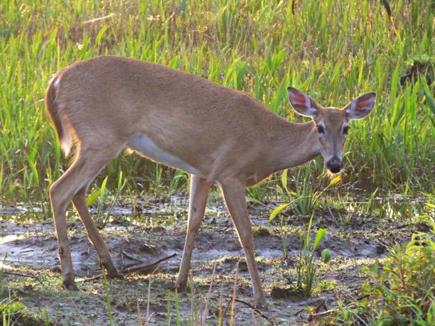 istock White-tailed Deer (Odocoileus virginianus) in the Florida wetlands 1133466333