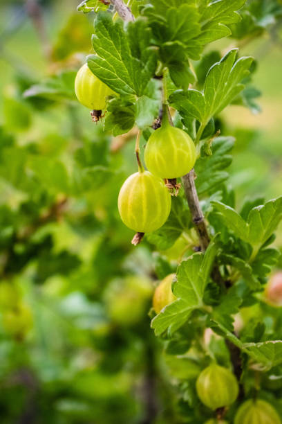 istock Ripe, delicious gooseberries grow on a branch 1133466345