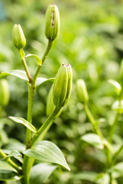 istock Closed, green buds. Lily flower 1133466360