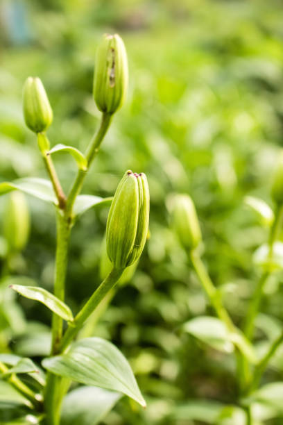 istock Closed, green buds. Lily flower 1133466364