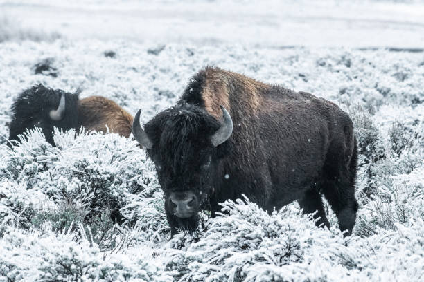 istock Bison grazing, walking while snowing in Yellowstone USA 1133468194