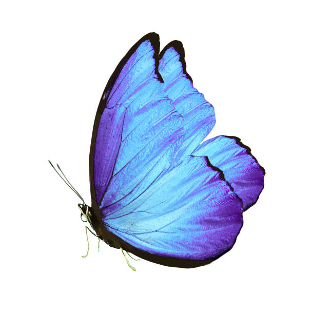 istock beautiful butterfly with blue wings and paws. isolated on white background 1133468254