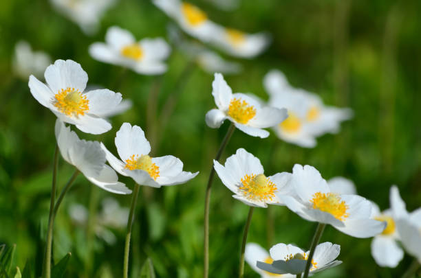 istock Anemone sylvestris - white spring flowers 1133469276