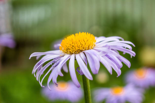 istock Decorative lilac daisy close-up, growing in the garden. 1133470043