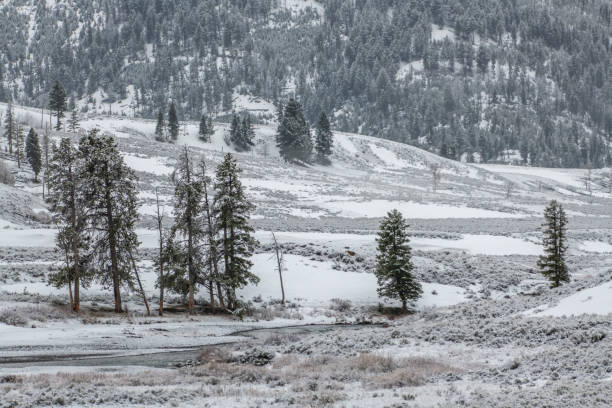 istock Distant grizzly bear in Lamar Valley in Yellowstone USA 1133470260