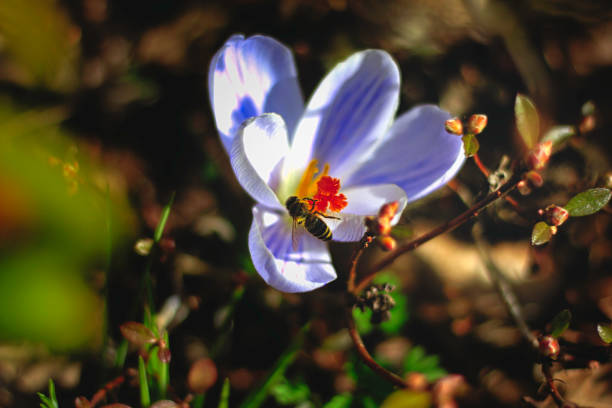 Closeup of bee sitting on orange stamen of beautiful flower collecting pollen in sunlight