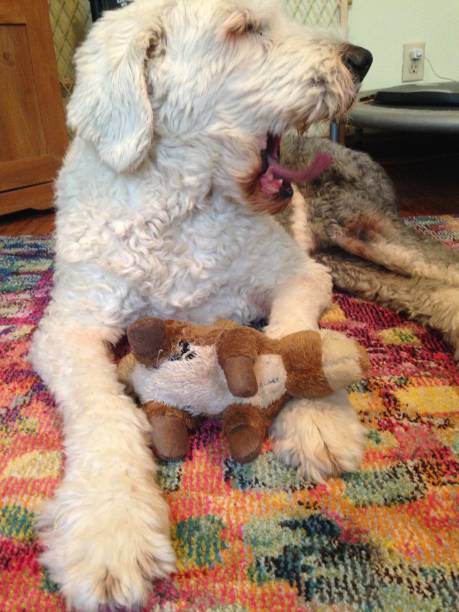 istock Sheepdog yawns with toy 1133472132