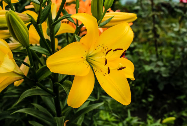 istock Yellow lilies growing in the garden 1133472779