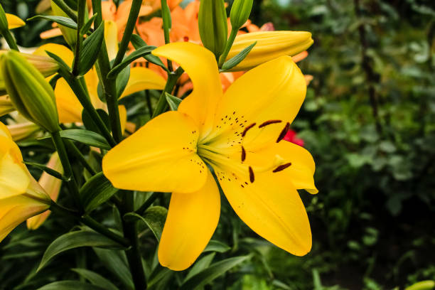 istock Yellow lilies growing in the garden 1133472787