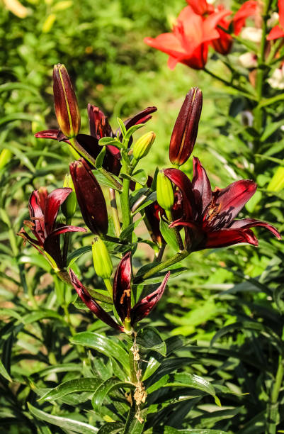 dunkle maroden lilien wachsen im garten - butterfly rose petals chocolate white stock-fotos und bilder