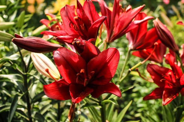 istock red lilies growing in the garden 1133473208