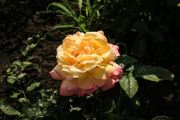 zweifarbige rose rosa mit gelb, wächst im garten - butterfly rose petals chocolate white stock-fotos und bilder