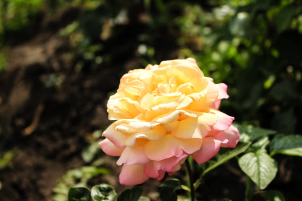 zweifarbige rose rosa mit gelb, wächst im garten - butterfly rose petals chocolate white stock-fotos und bilder