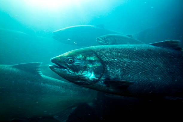 Salmon Columbia River. Salmon in the Columbia River, Oregon. salmon underwater stock pictures, royalty-free photos & images