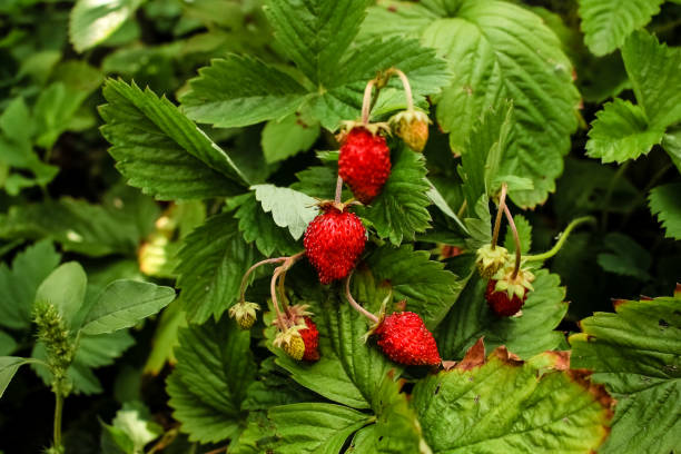 istock red, ripe strawberry, grows on a bush 1133474803