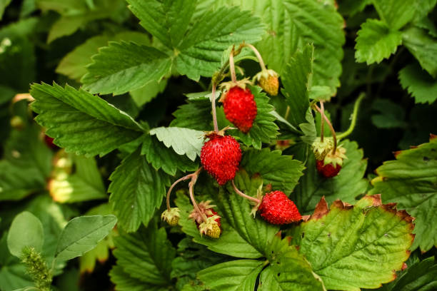 istock red, ripe strawberry, grows on a bush 1133474808