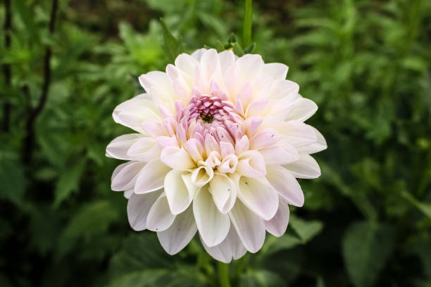 istock white dahlia flower growing in the garden 1133474871