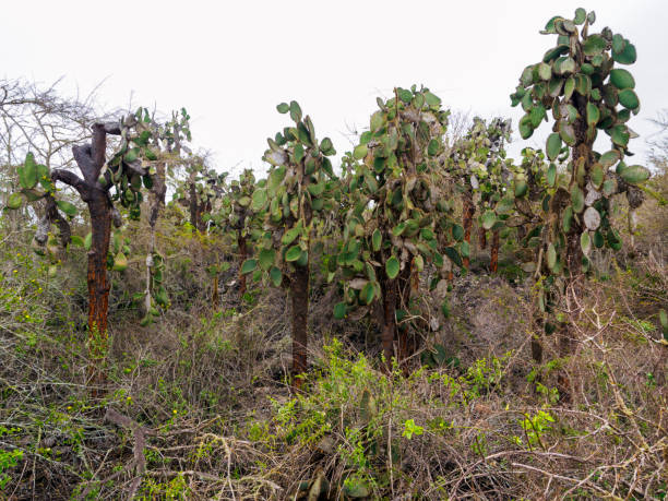 Flora De Las Islas Galápagos Foto de stock y más banco de imágenes de Aire libre - Aire libre, Arbusto, Arbusto Tropical - iStock Flora De Las Islas Galápagos Foto de stock y más banco de imágenes de Aire libre - Aire libre, Arbusto, Arbusto Tropical - iStock