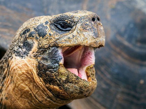 Portrait of Galápagos giant tortoise (Chelonoidis nigra) - the largest living species of tortoise, native to seven of the Galápagos Islands, a volcanic archipelago about 1000 km west of the Ecuadorian mainland. The image taken on Santa Cruz island.
