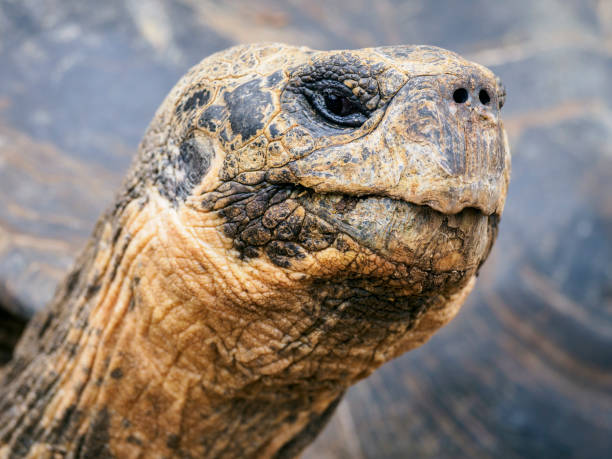 istock Head of Galapagos Giant Tortoise 1133475963