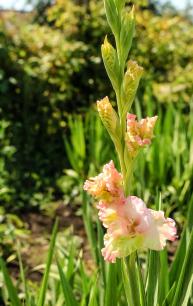 istock orange flower gladiolus, closeup 1133476230