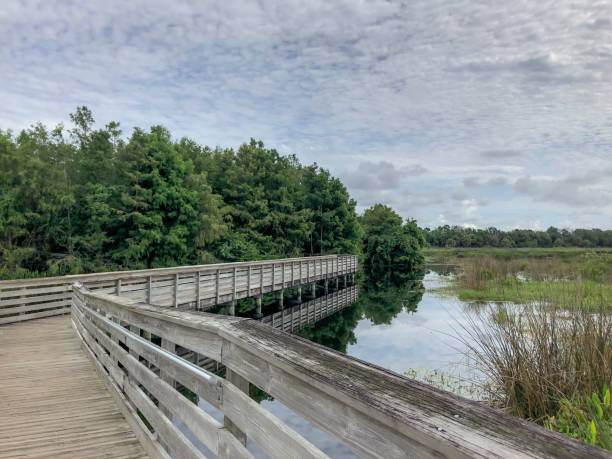istock boardwalk in a Florida Swamp 1133477872