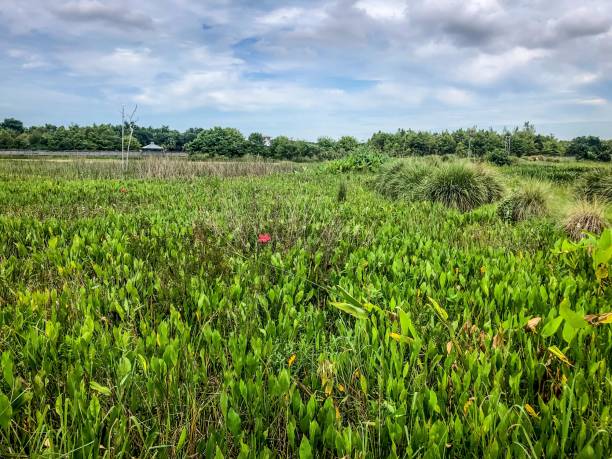 istock Flowers and palm trees in the swamp 1133477943